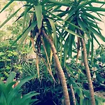 Hotel Old Garden 3*